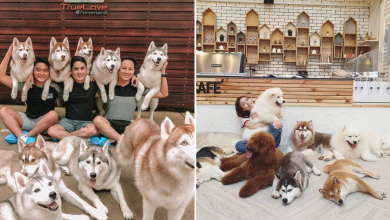 Photo of 10 Pet Cafes In Bangkok That Will Melt Your Heart