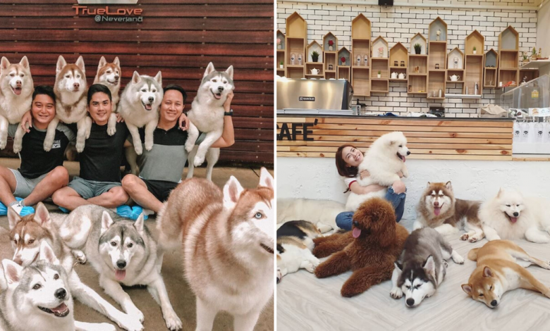 Photo of 10 Pet Cafes In Bangkok That Will Melt Your Heart