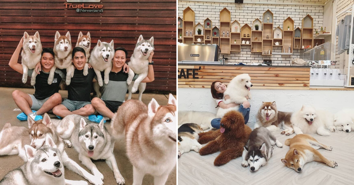 10 Pet Cafes In Bangkok That Will Melt Your Heart