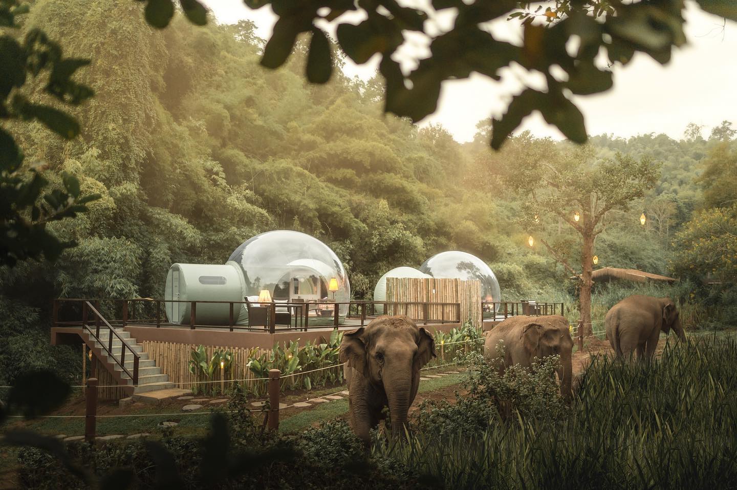 This Resort At Chiang Rai Allows Guests To Sleep In "Jungle Bubbles