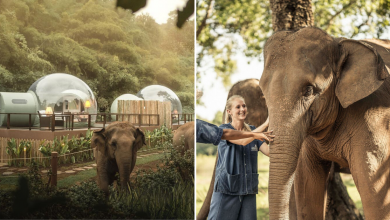 Photo of This Resort At Chiang Rai Allows Guests To Sleep In “Jungle Bubbles” Surrounded By Elephants