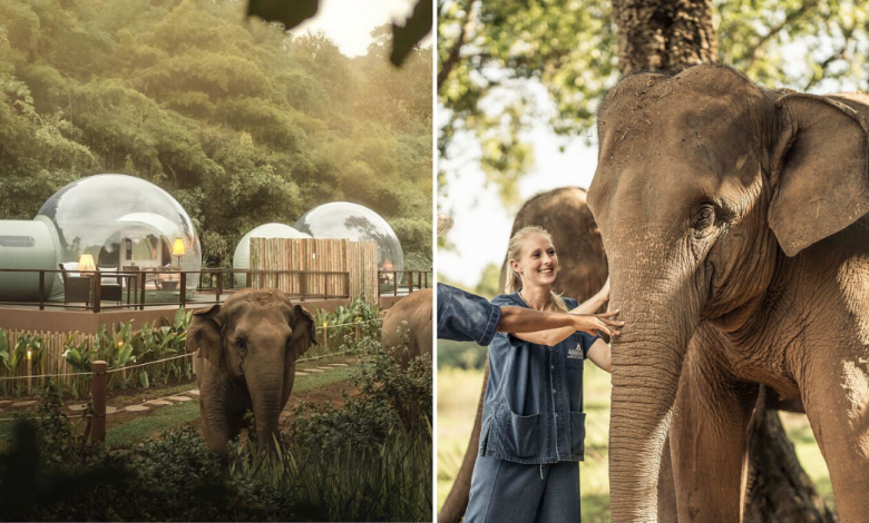 Photo of This Resort At Chiang Rai Allows Guests To Sleep In “Jungle Bubbles” Surrounded By Elephants