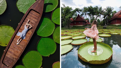 Photo of This Hidden Cafe Has The Most Instagrammable Pond With Giant Lotus Leaves In Phuket
