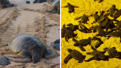 Photo of Thailand Beaches Record The Highest Amount Of Rare Sea Turtle Nests In The Past 20 Years
