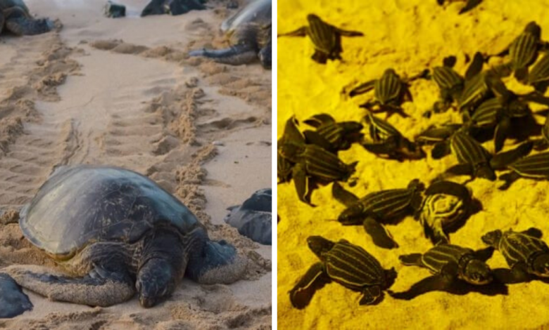 Photo of Thailand Beaches Record The Highest Amount Of Rare Sea Turtle Nests In The Past 20 Years