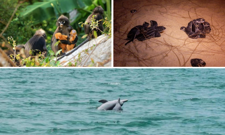 Photo of Rare Wildlife Spotted Roaming Freely As Tourist Hotspots In Thailand Empties Out