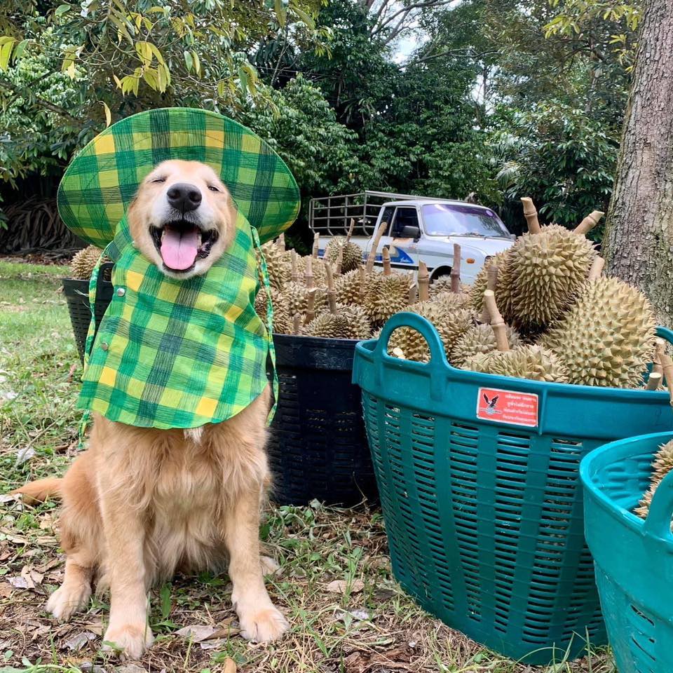 jubjib durian harvester thailand