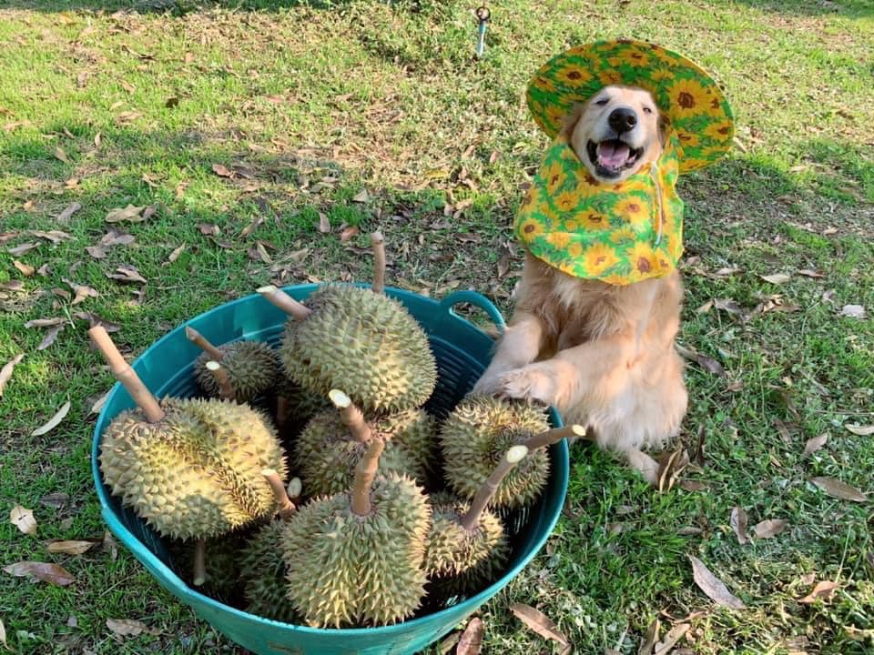 jubjib durian harvester thailand