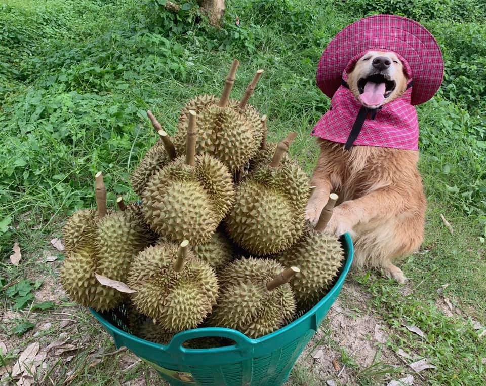 jubjib durian harvester thailand