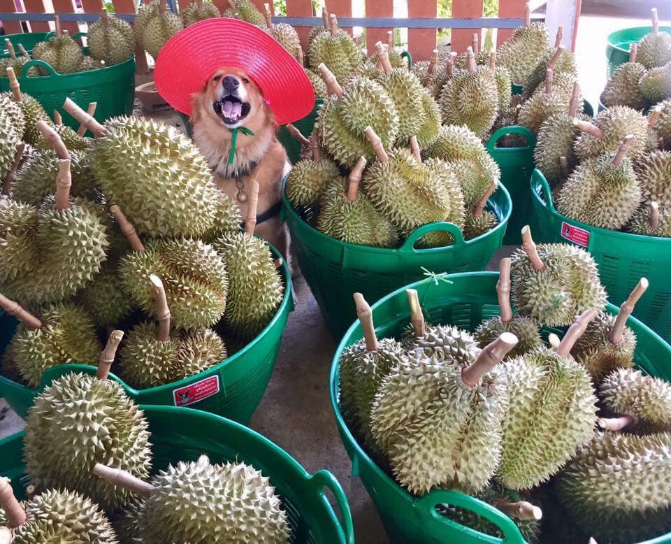 jubjib durian harvester thailand