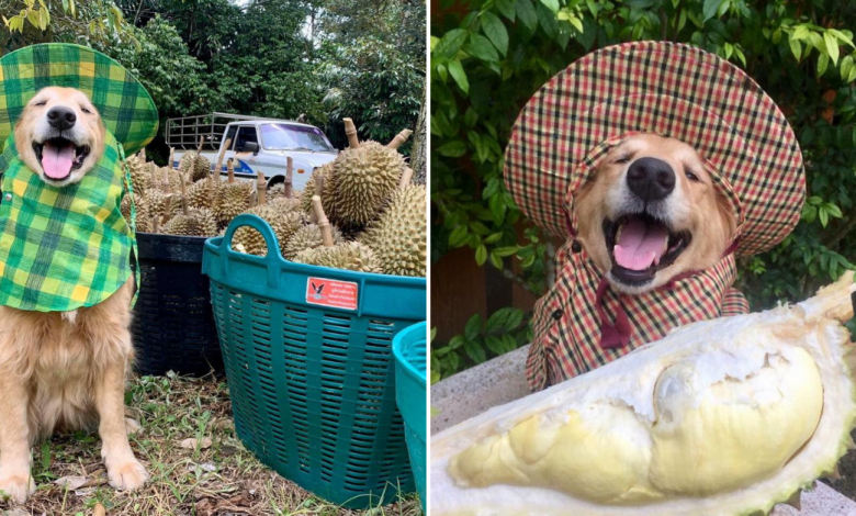 Photo of The Happiest Golden Retriever In Thailand Harvests Durian With A Huge Smile