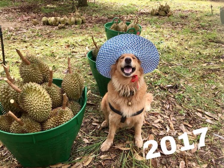 jubjib durian harvester thailand